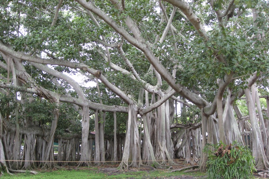 ../image/edison and ford banyan tree 1.jpg